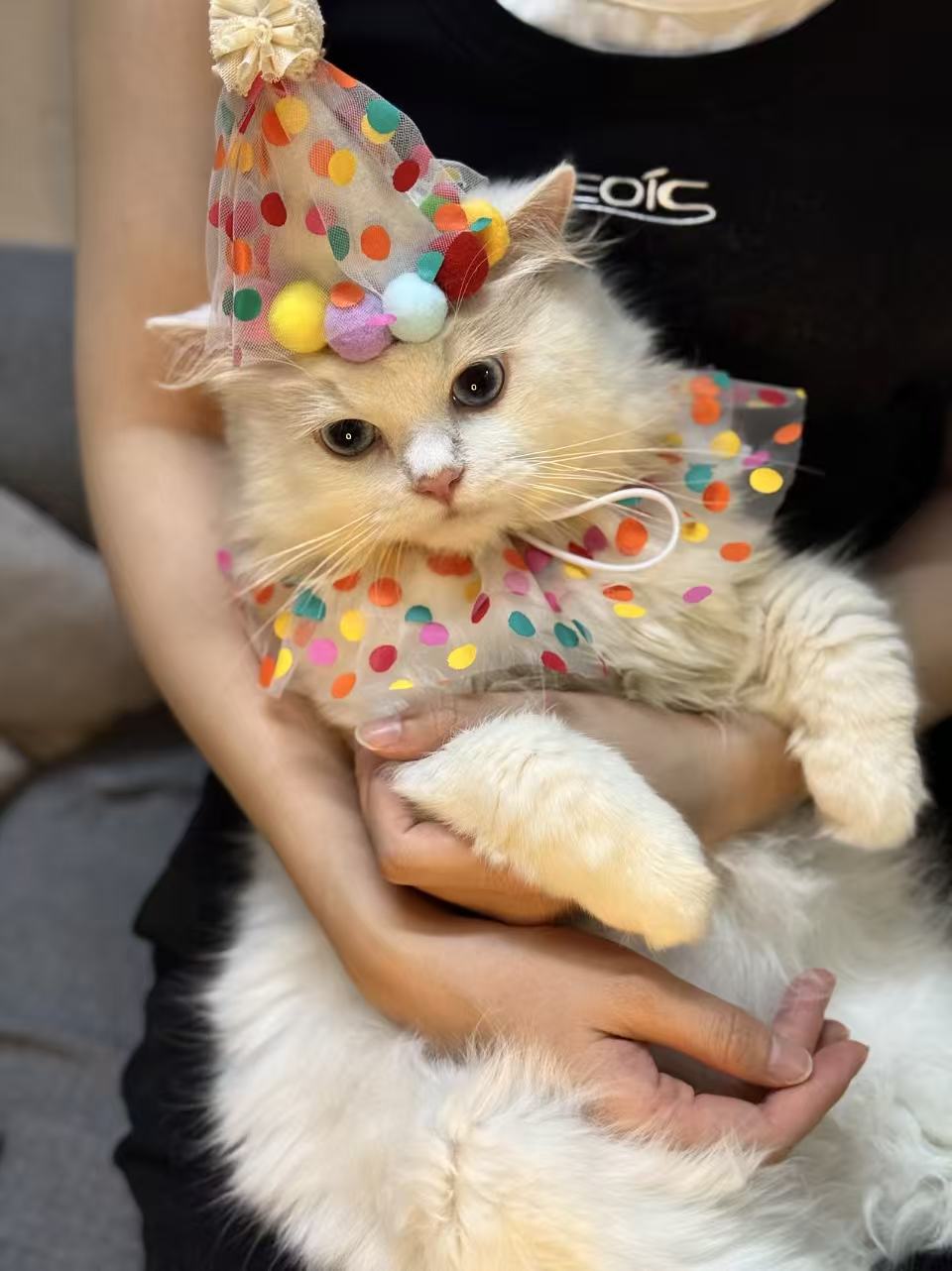 麻薯生日